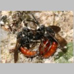 Sphecodes albilabris - Blutbiene 04a 12-13mm Paarung Teverener Heide.jpg